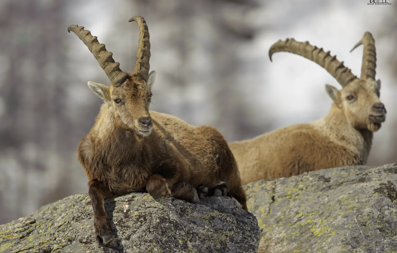 Photo wallpaper nature, animal, goat, DUELL ©