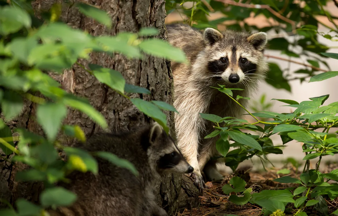 Photo wallpaper nature, foliage, raccoon, dervio