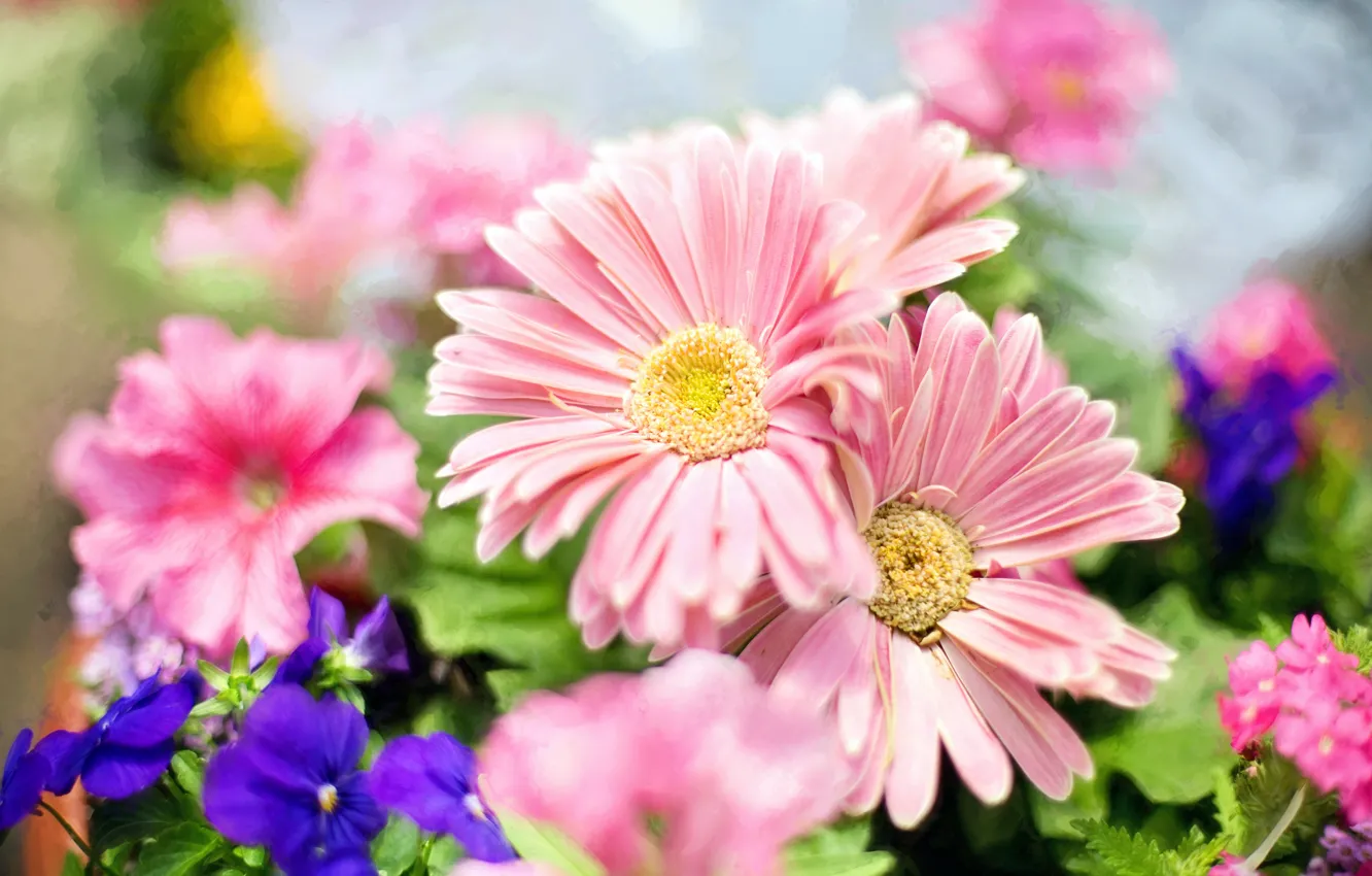 Photo wallpaper light, flowers, spring, petals, garden, pink, blue, bokeh