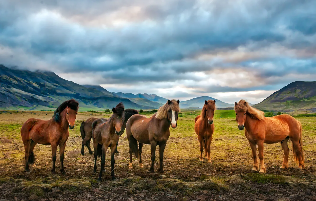 Photo wallpaper field, clouds, mountains, valley, horse