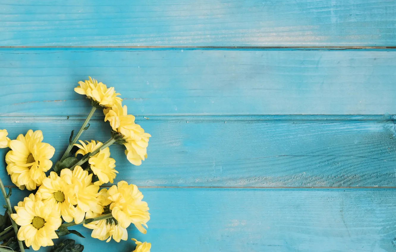Photo wallpaper flowers, background, chrysanthemum