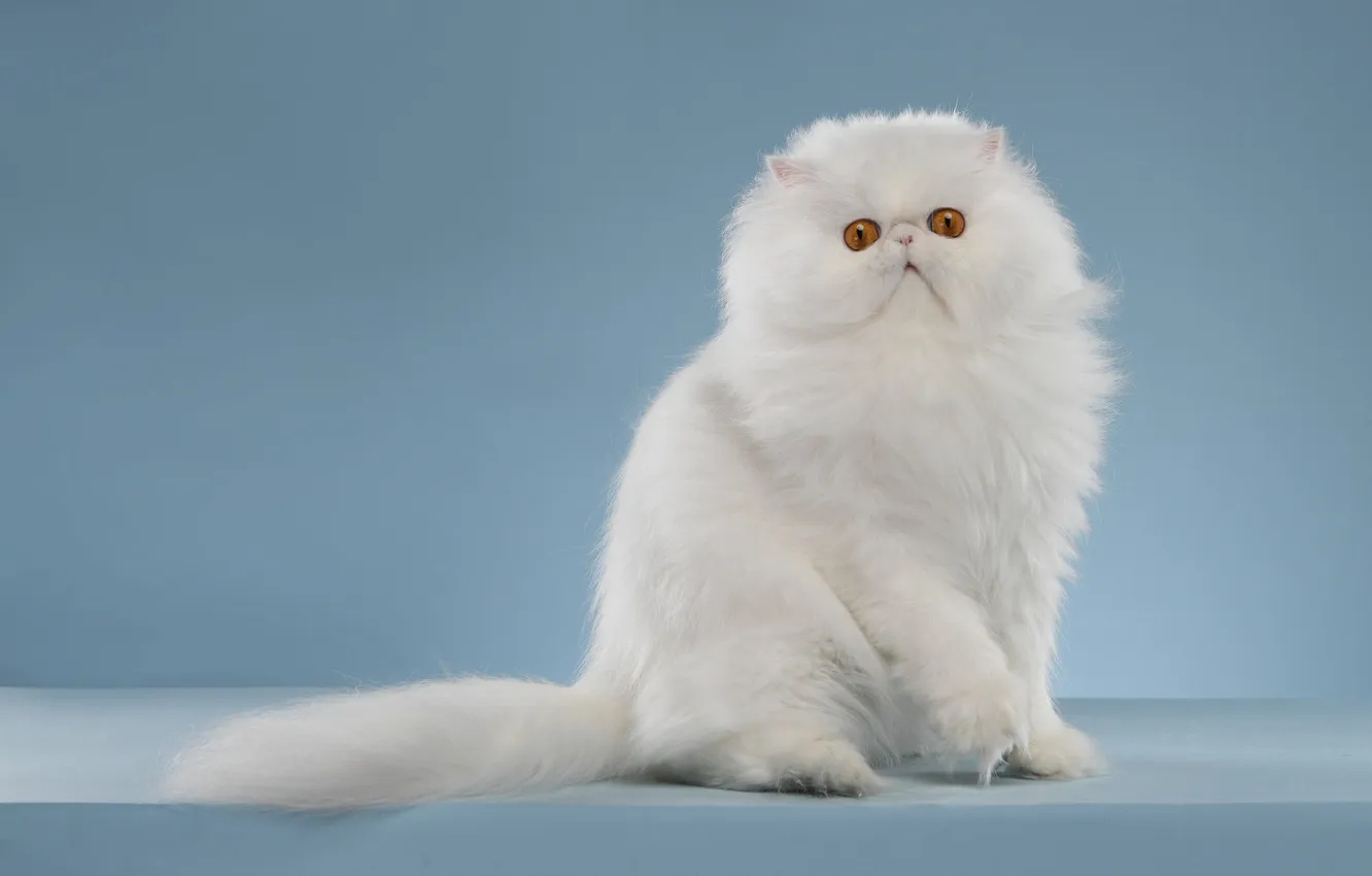 Photo wallpaper cat, white, look, pose, fluffy, kitty, face, sitting