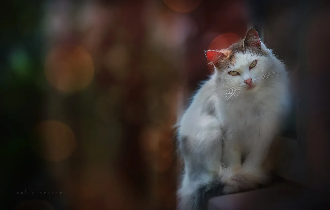 Photo wallpaper cat, white, cat, look