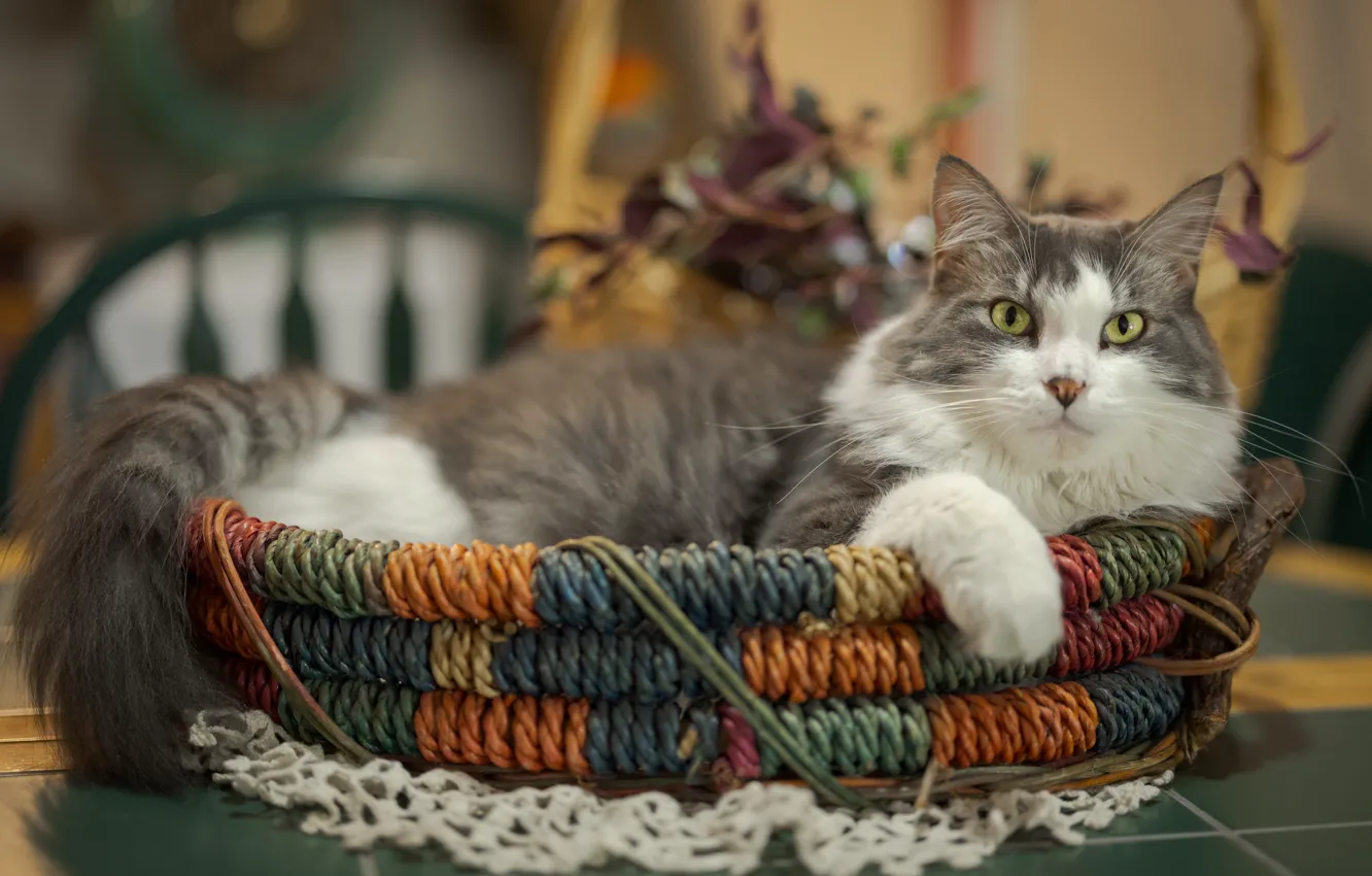 Photo wallpaper cat, cat, look, grey, room, lies, face, basket