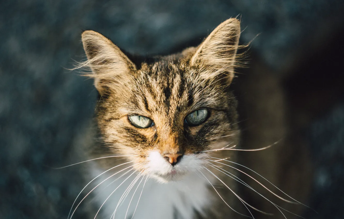 Photo wallpaper eyes, cat, wool, looks