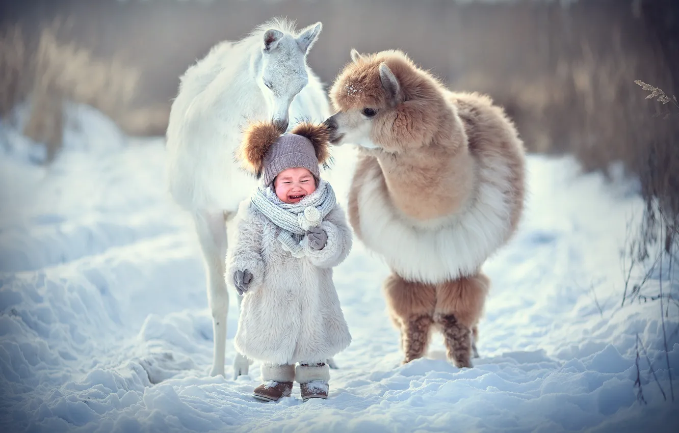Photo wallpaper winter, nature, animal, baby