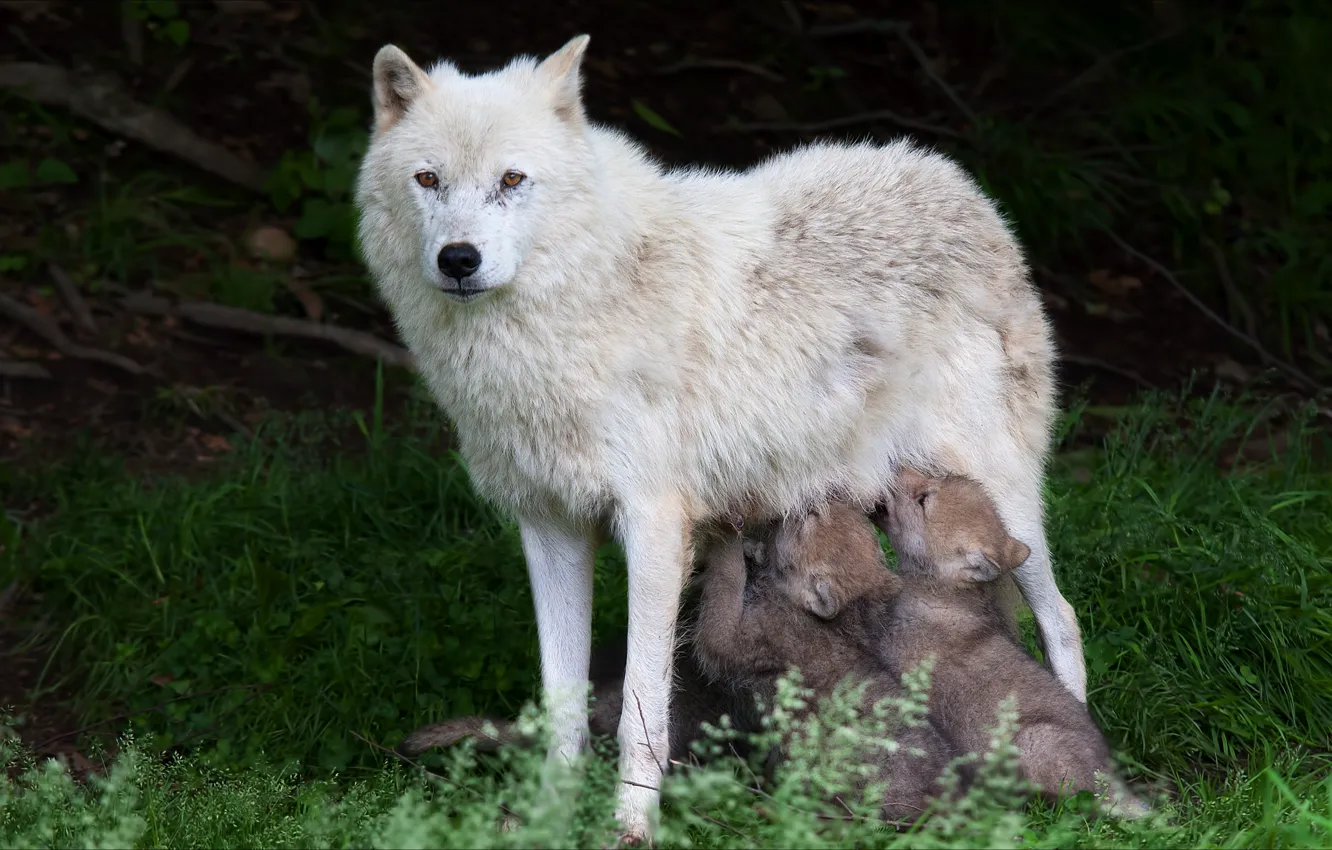 Photo wallpaper animals, nature, wolves, the cubs, wolf, animals, nature, wolves