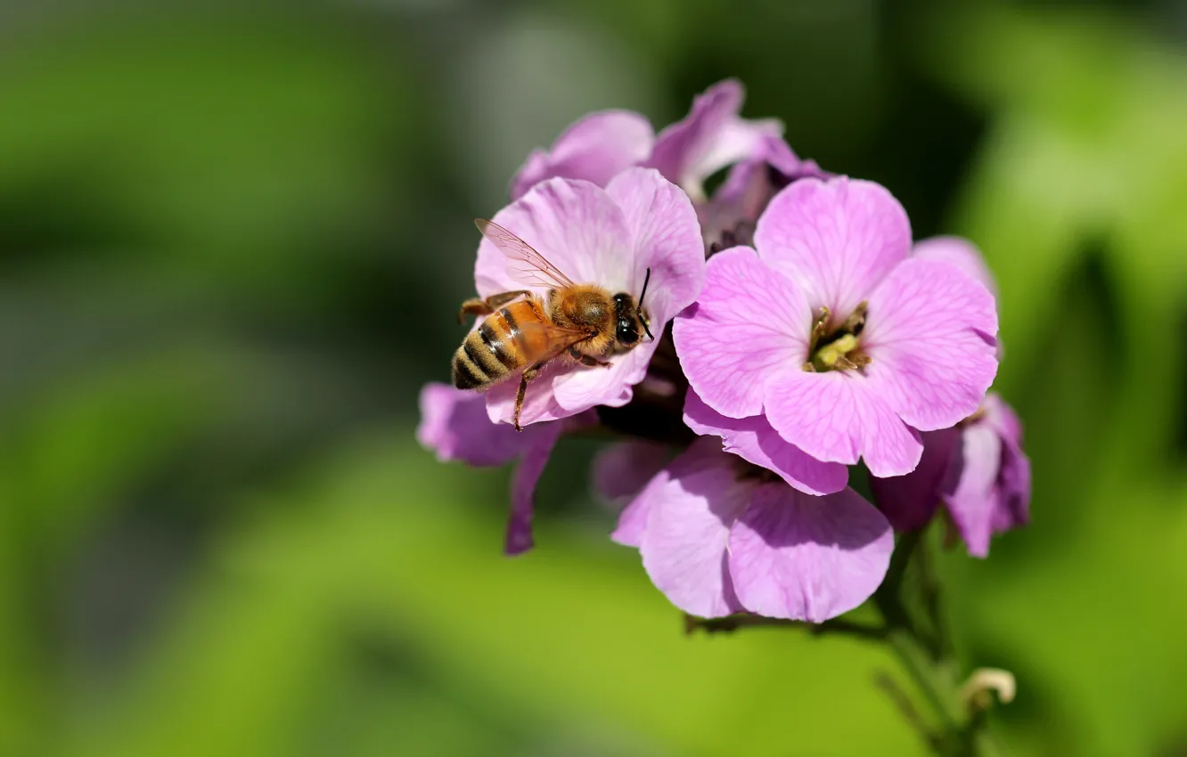 Photo wallpaper flowers, bee, background, pink, bokeh