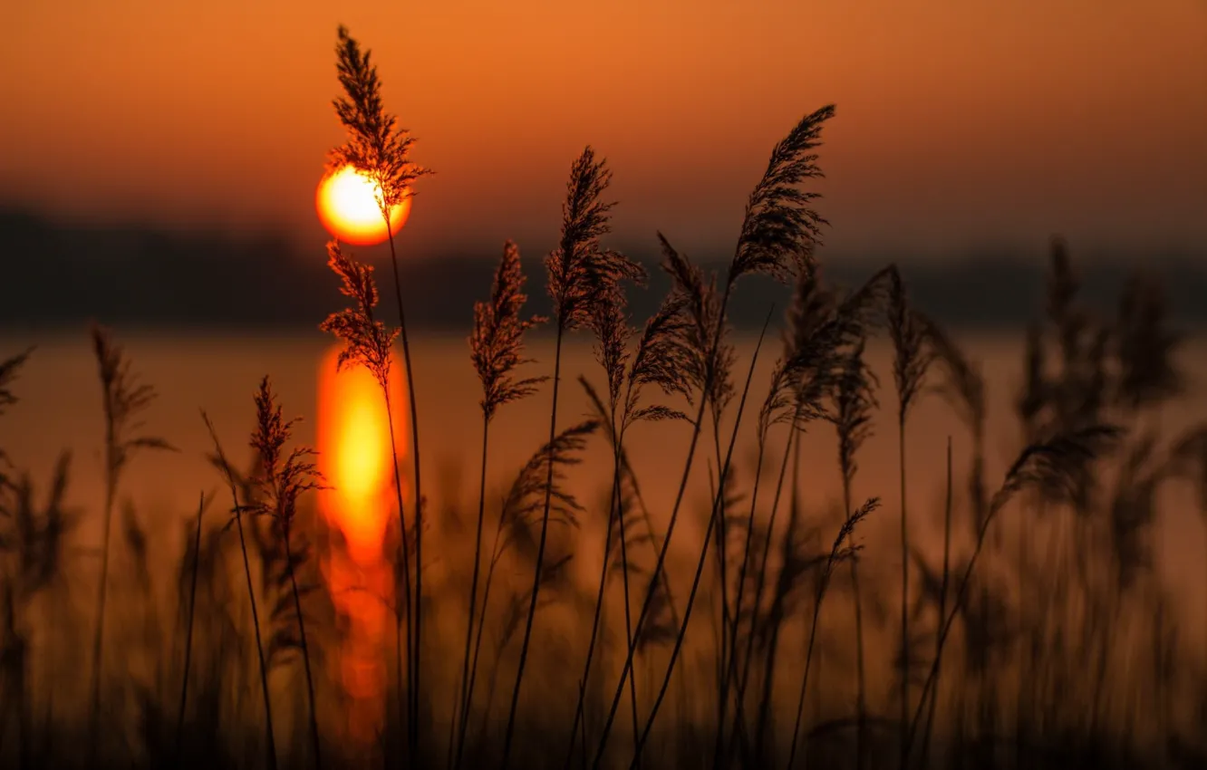 Photo wallpaper landscape, sunset, nature, the reeds