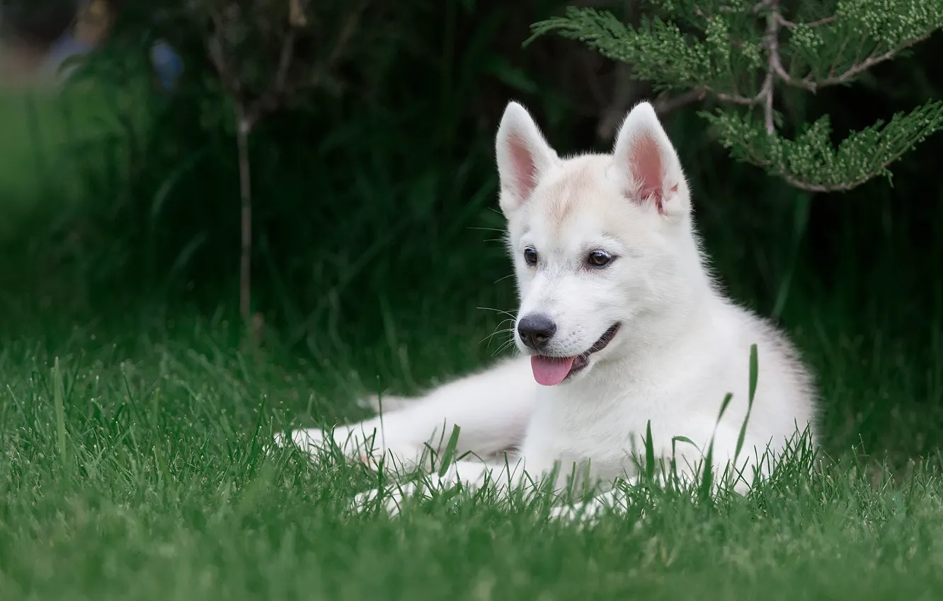 Photo wallpaper language, white, grass, look, branches, nature, pose, green