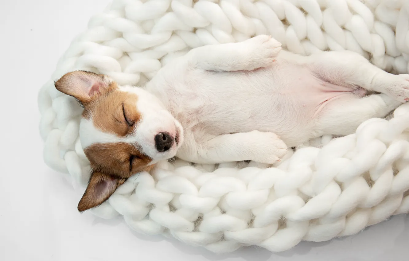 Photo wallpaper sleep, dog, sleeping, puppy, doggie