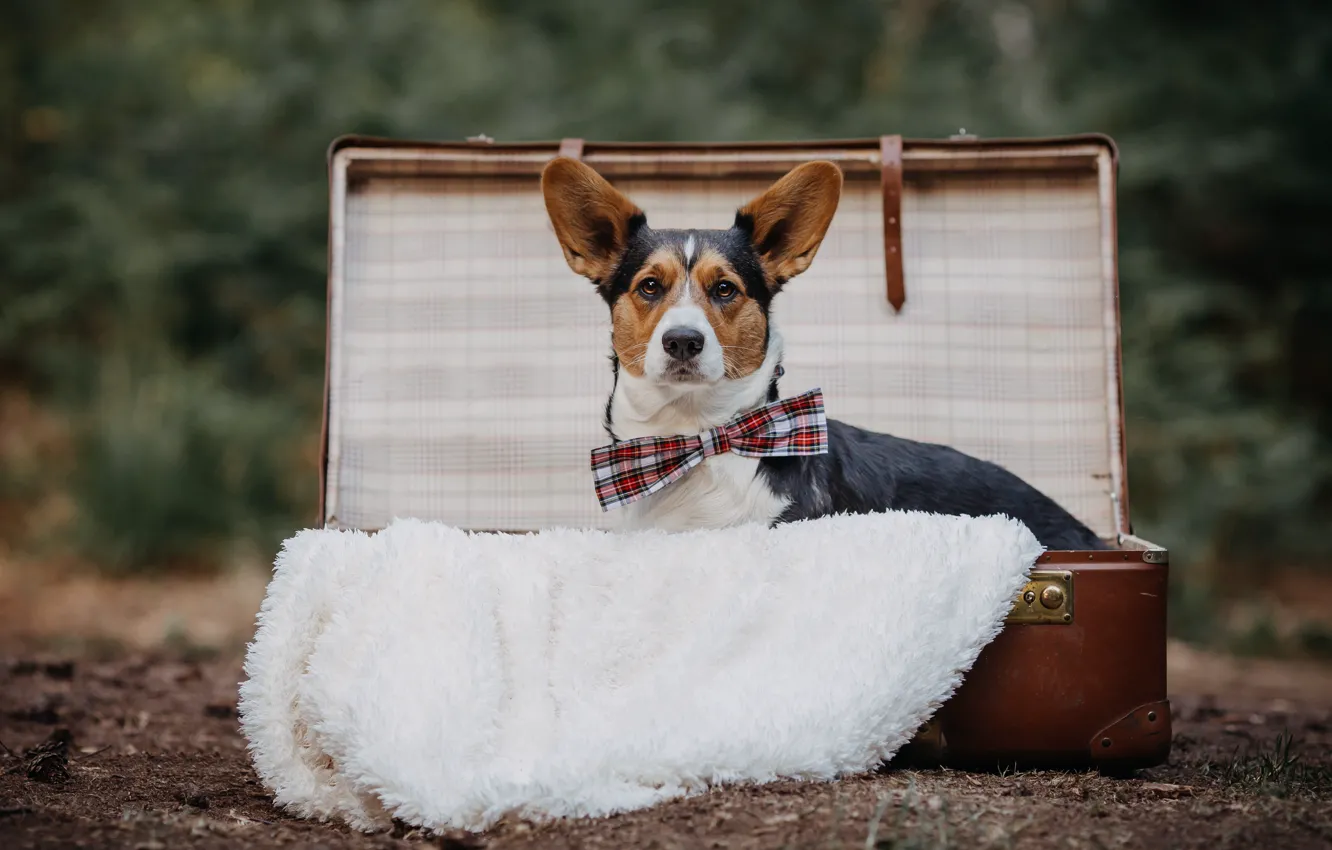Photo wallpaper dog, suitcase, Corgi