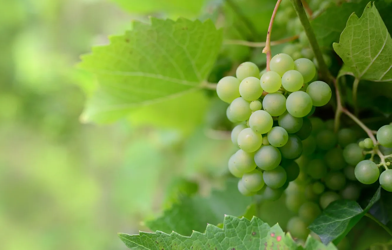Photo wallpaper leaves, green, grapes, bunch of grapes