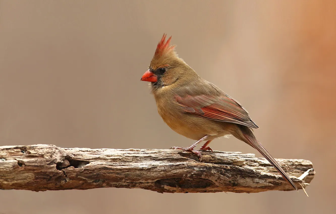 Photo wallpaper birds, red cardinal, virgin cardinal