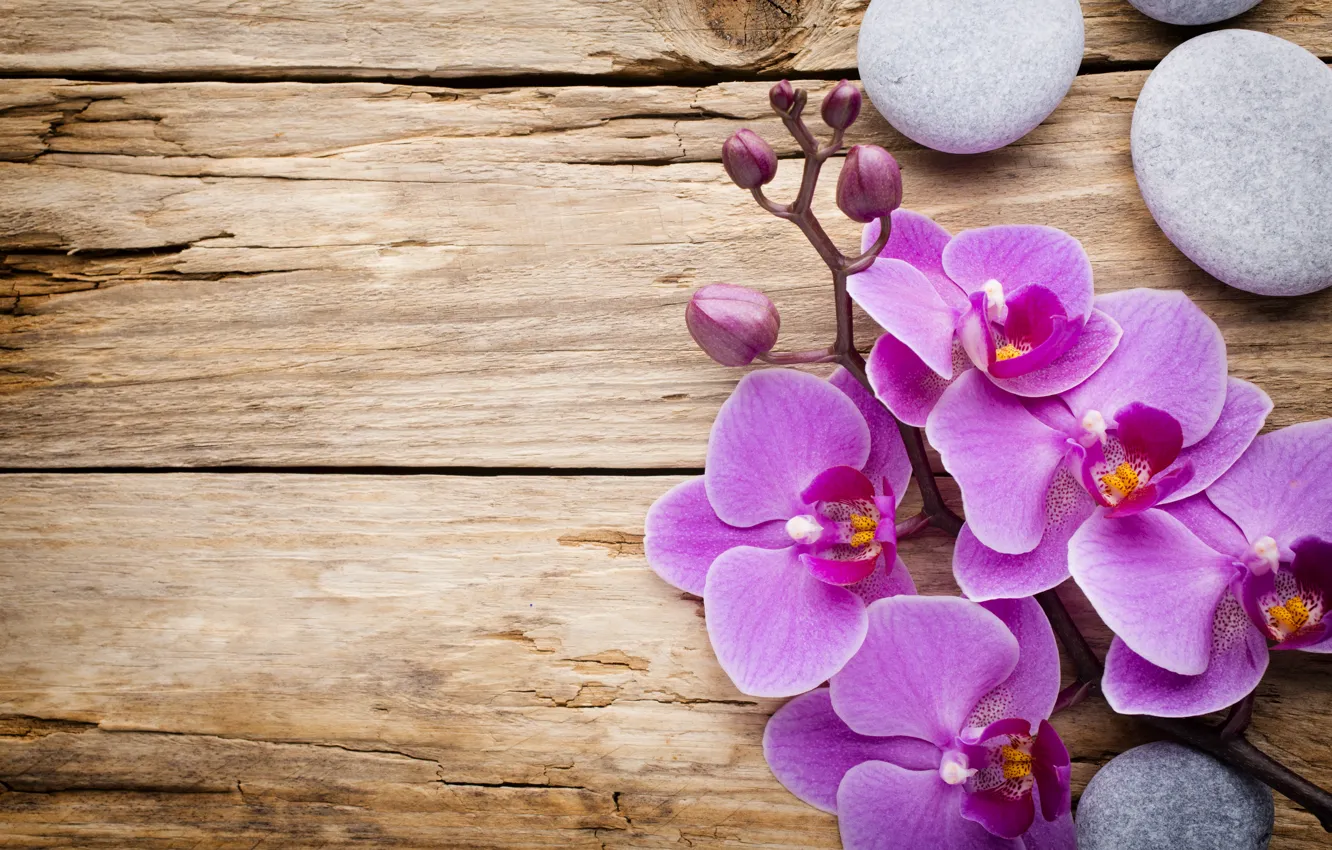 Photo wallpaper stones, wood, Orchid, flowers, orchid