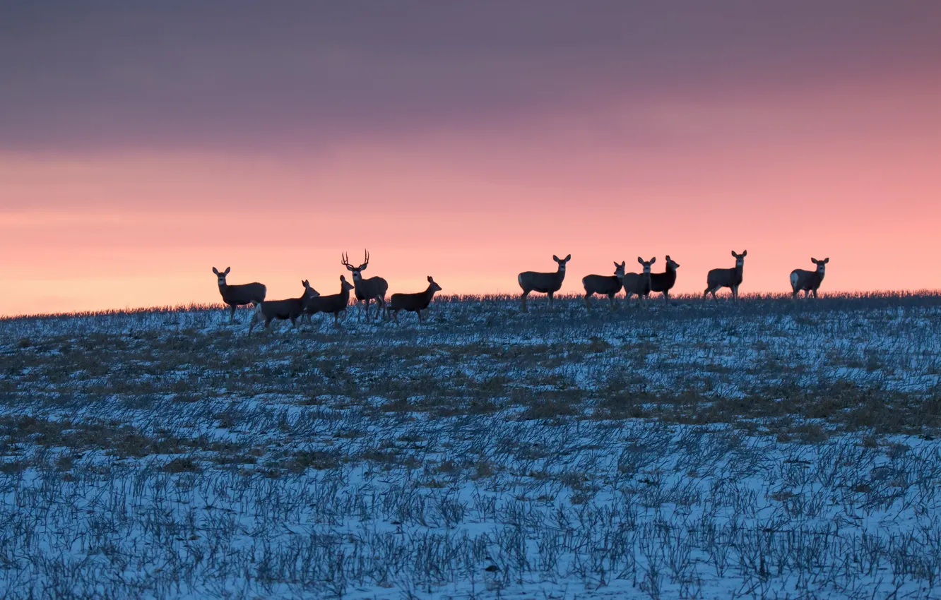 Photo wallpaper winter, field, sunset, deer