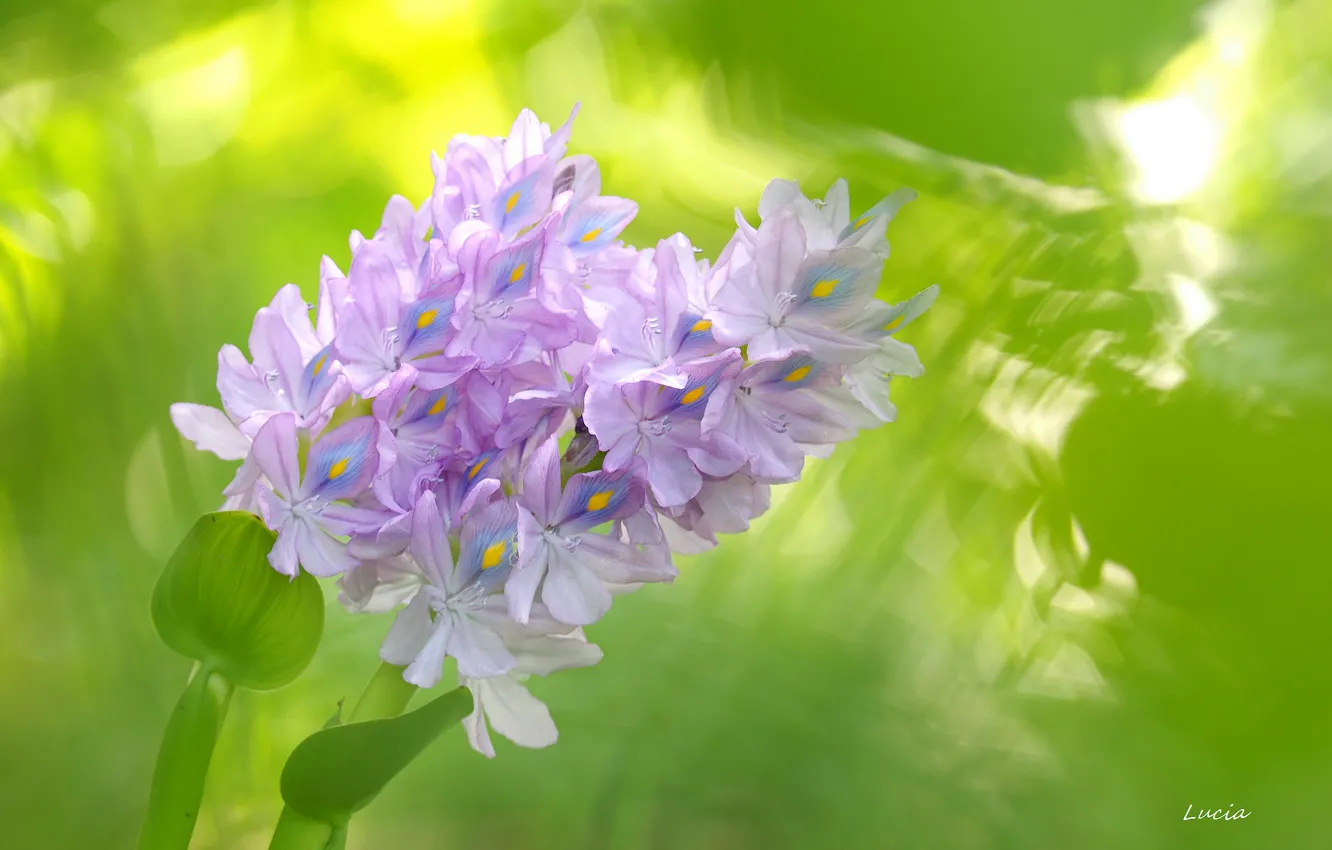 Photo wallpaper macro, flowers, background, green, lilac