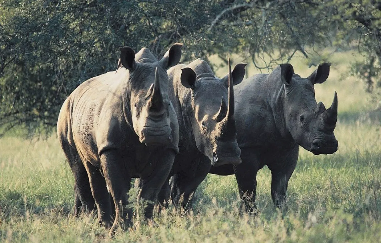 Photo wallpaper animals, wildlife, african, Rhinos, Wildlife Animals, Rhinos Wildlife, African Rhinos