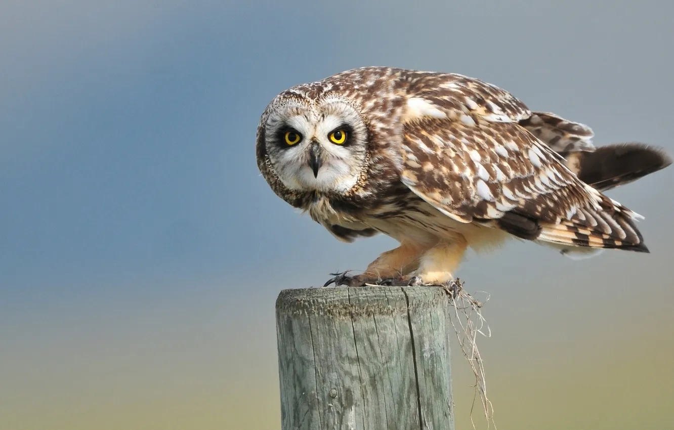 Photo wallpaper look, posts, Short-eared owl