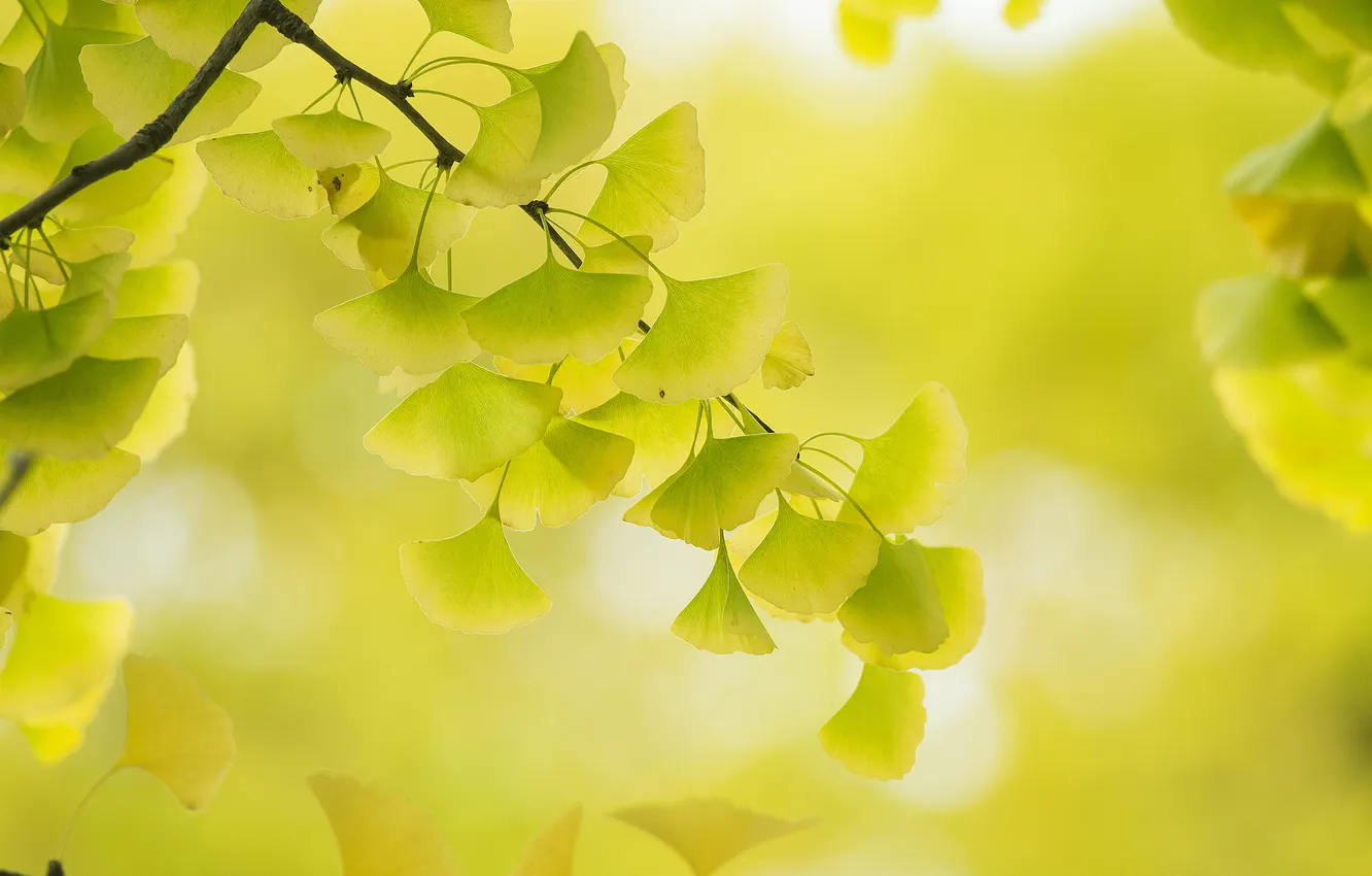 Photo wallpaper autumn, leaves, trees, branches