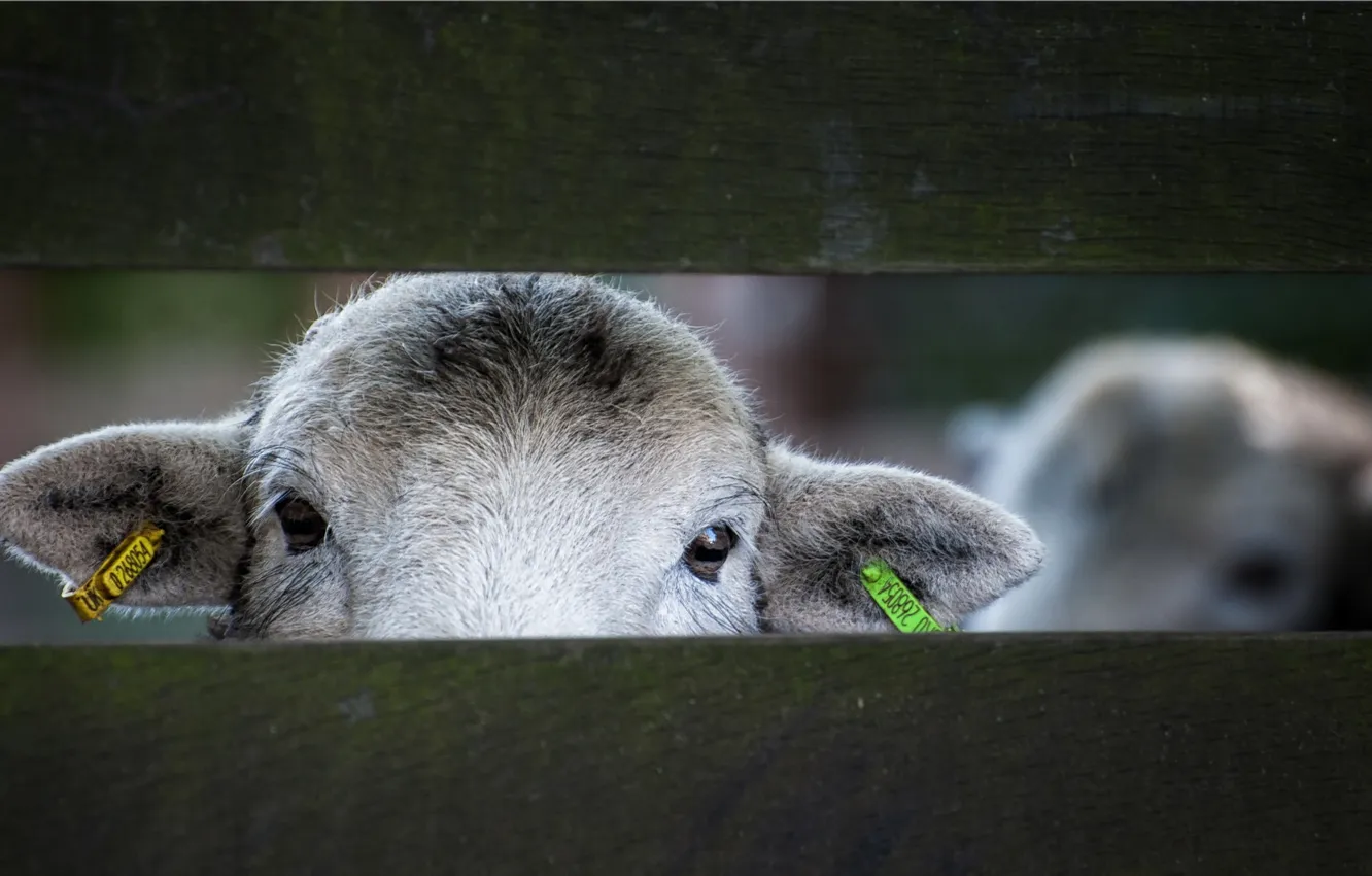Photo wallpaper look, the fence, sheep