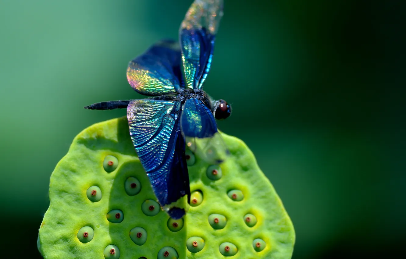 Photo wallpaper macro, blue, dragonfly, insect