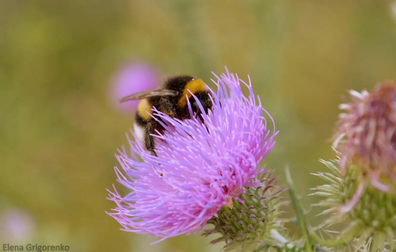 Photo wallpaper purple, flowers, bumblebee