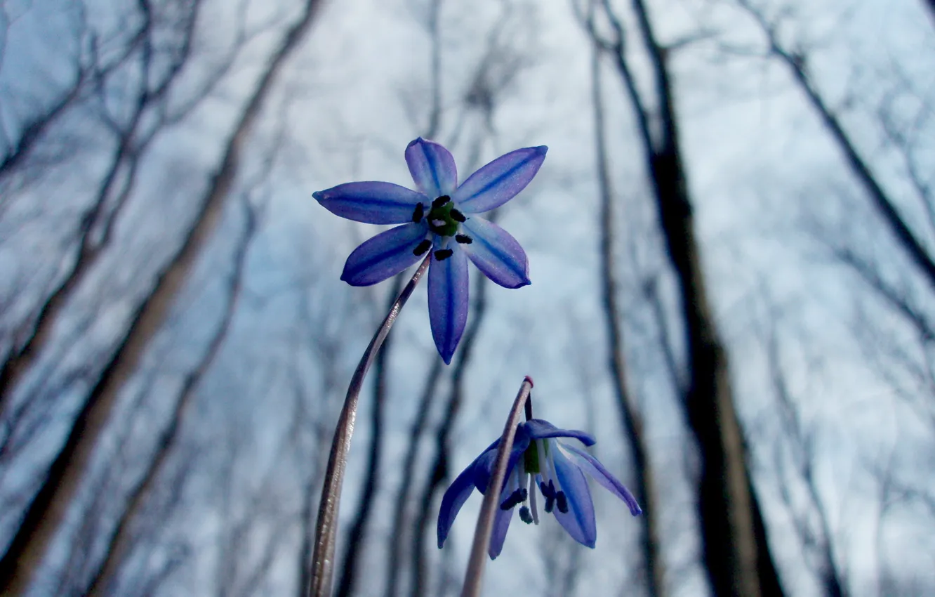 Photo wallpaper macro, flowers, nature, spring, snowdrops, Scilla