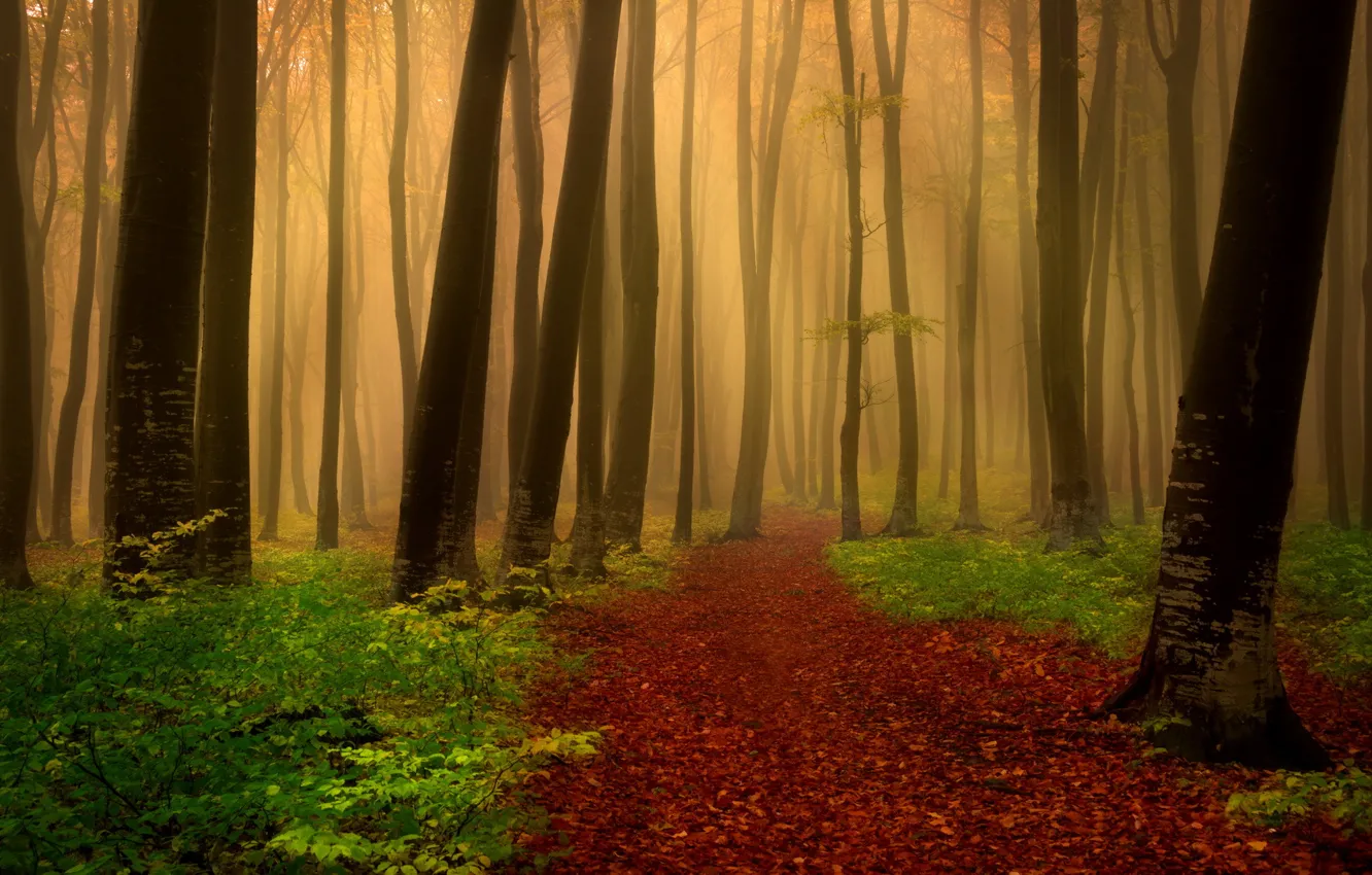 Photo wallpaper autumn, forest, leaves, trees