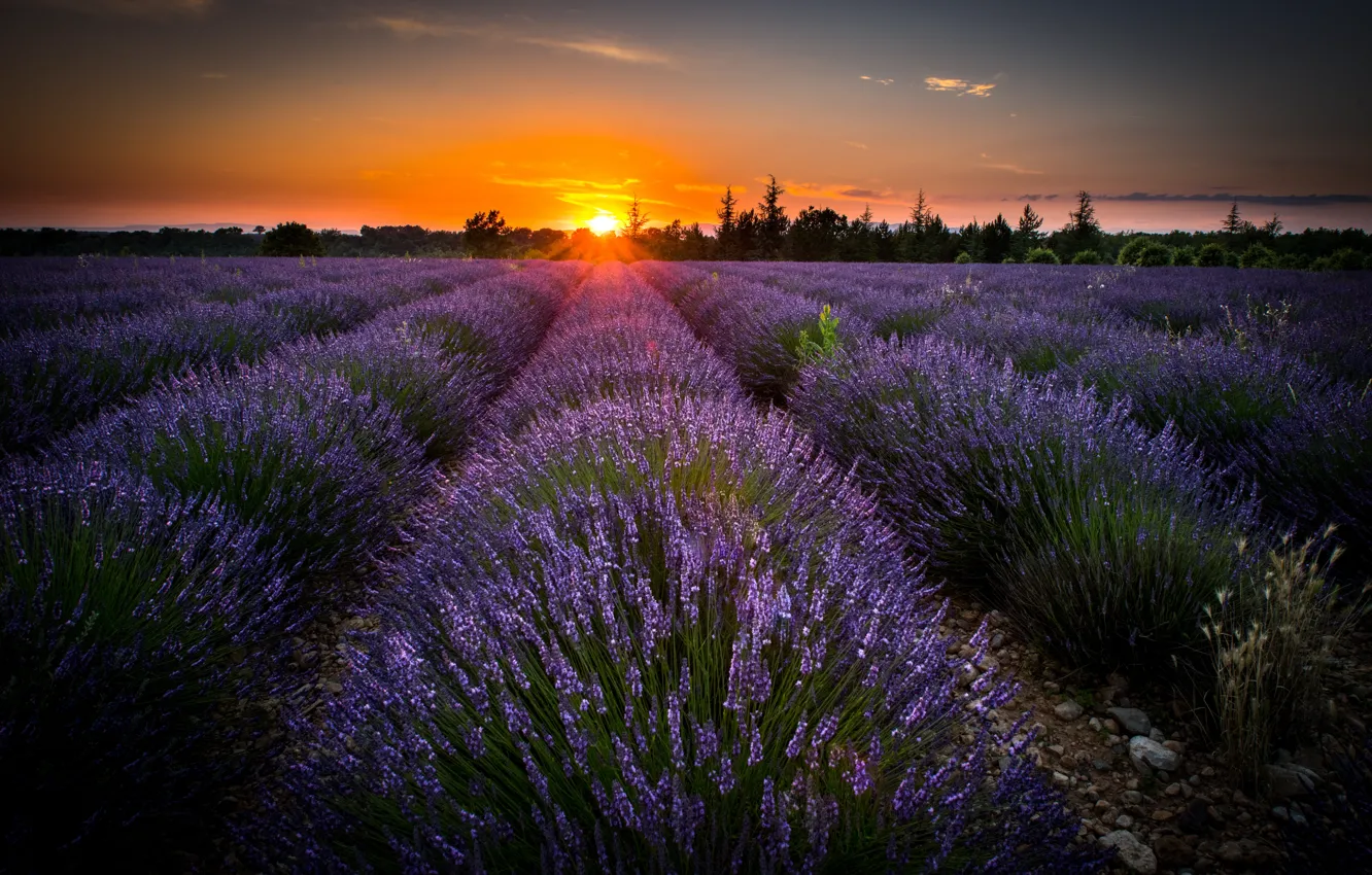 Photo wallpaper field, the sun, rays, landscape, sunset, nature, France, lavender