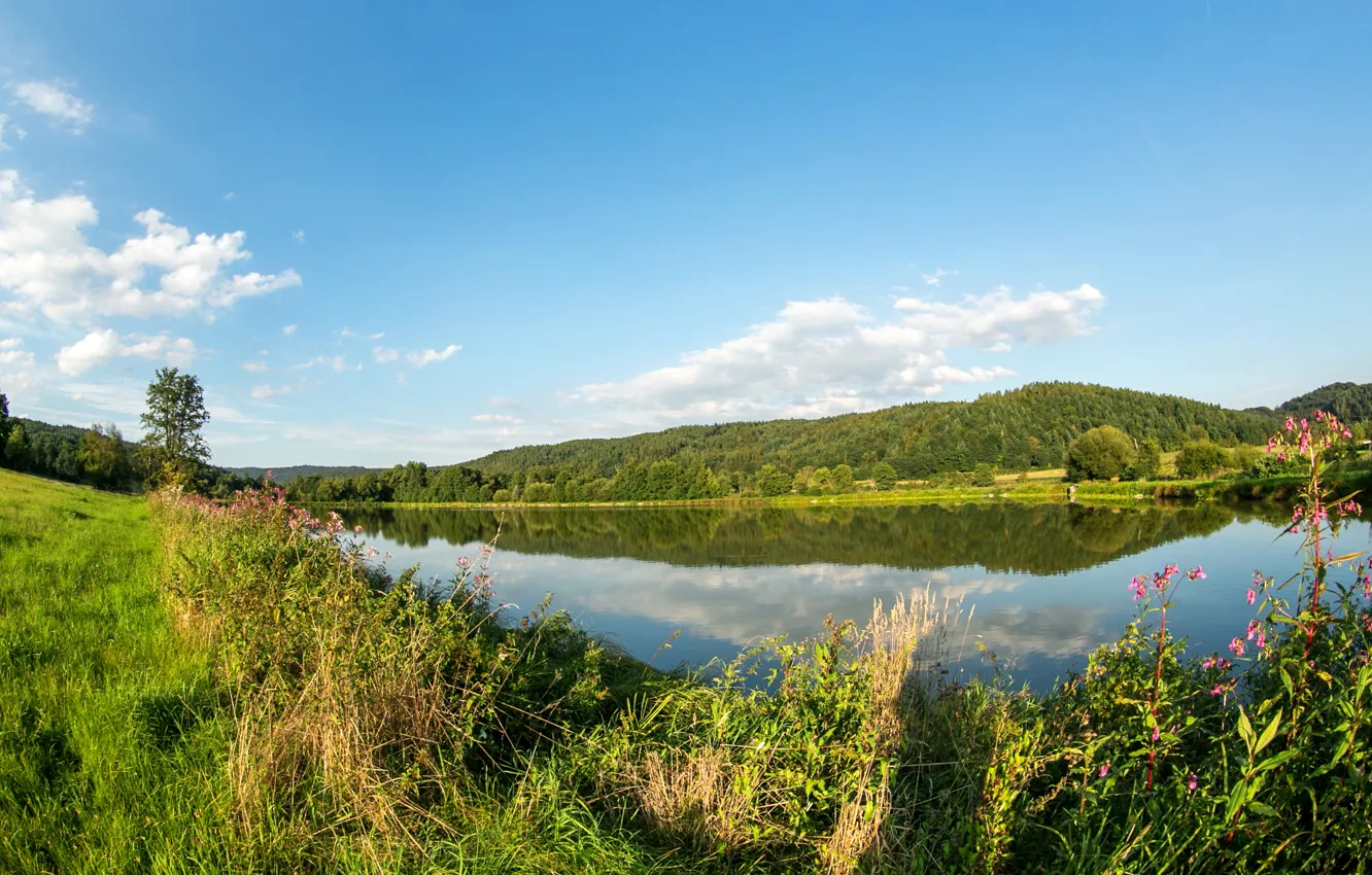 Photo wallpaper greens, forest, summer, the sky, grass, the sun, clouds, trees