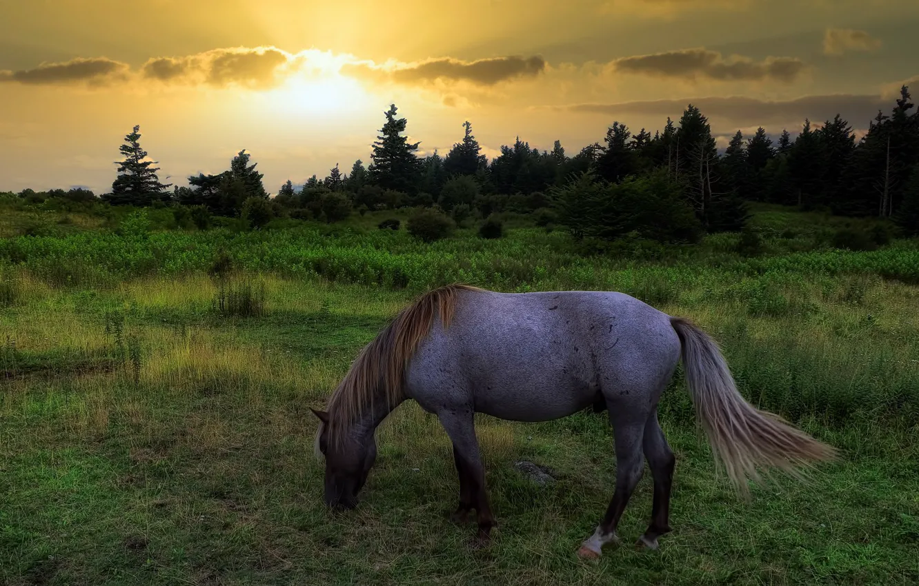 Photo wallpaper field, sunset, nature, horse