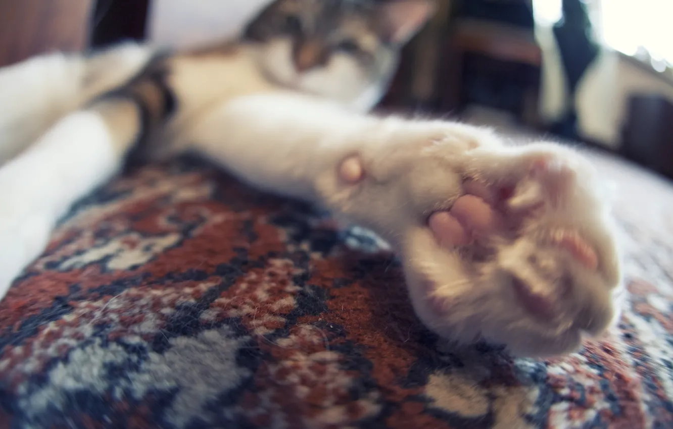 Photo wallpaper cat, cat, paw, carpet, cat, paw