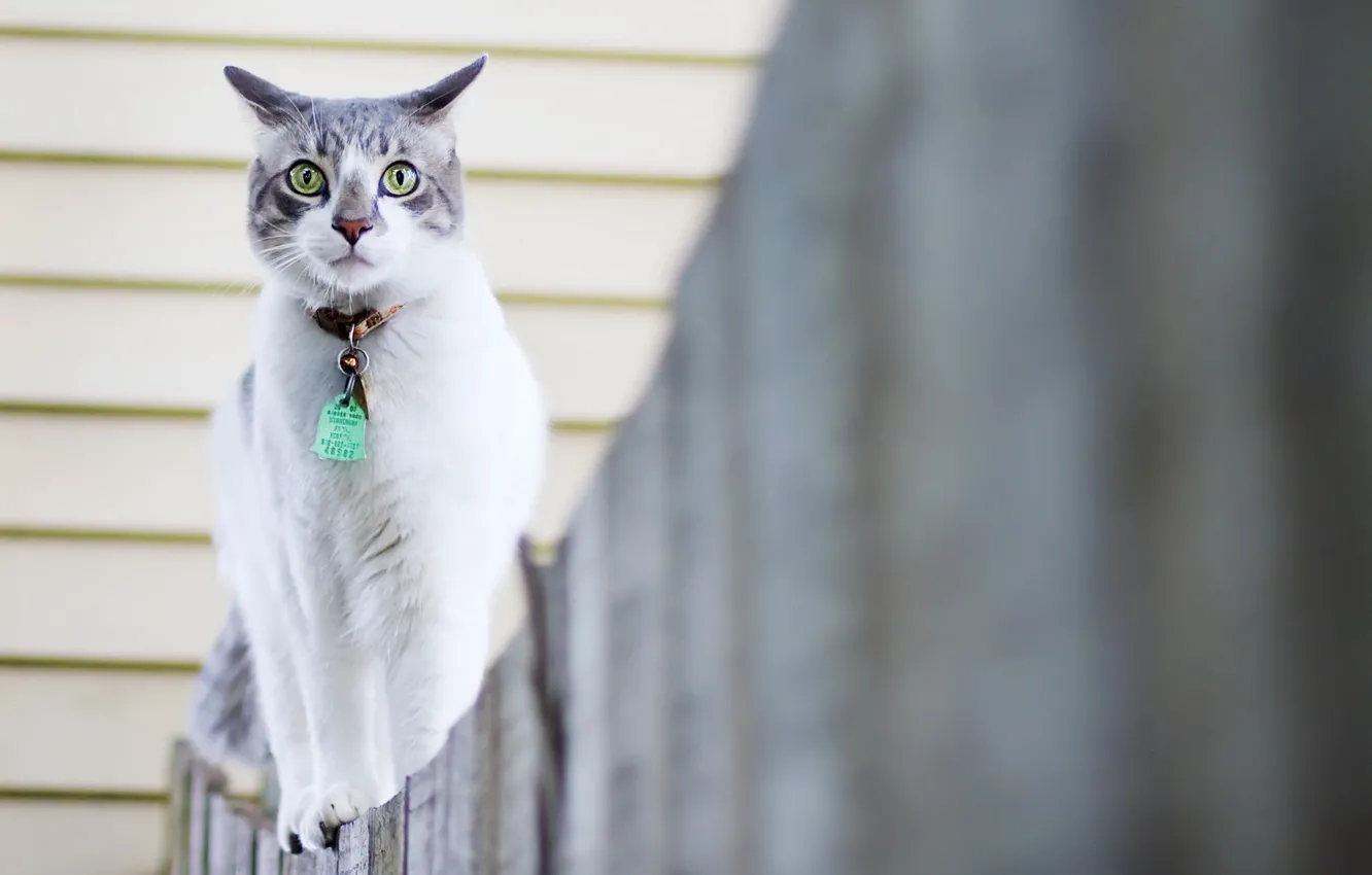 Photo wallpaper cat, the fence, walk