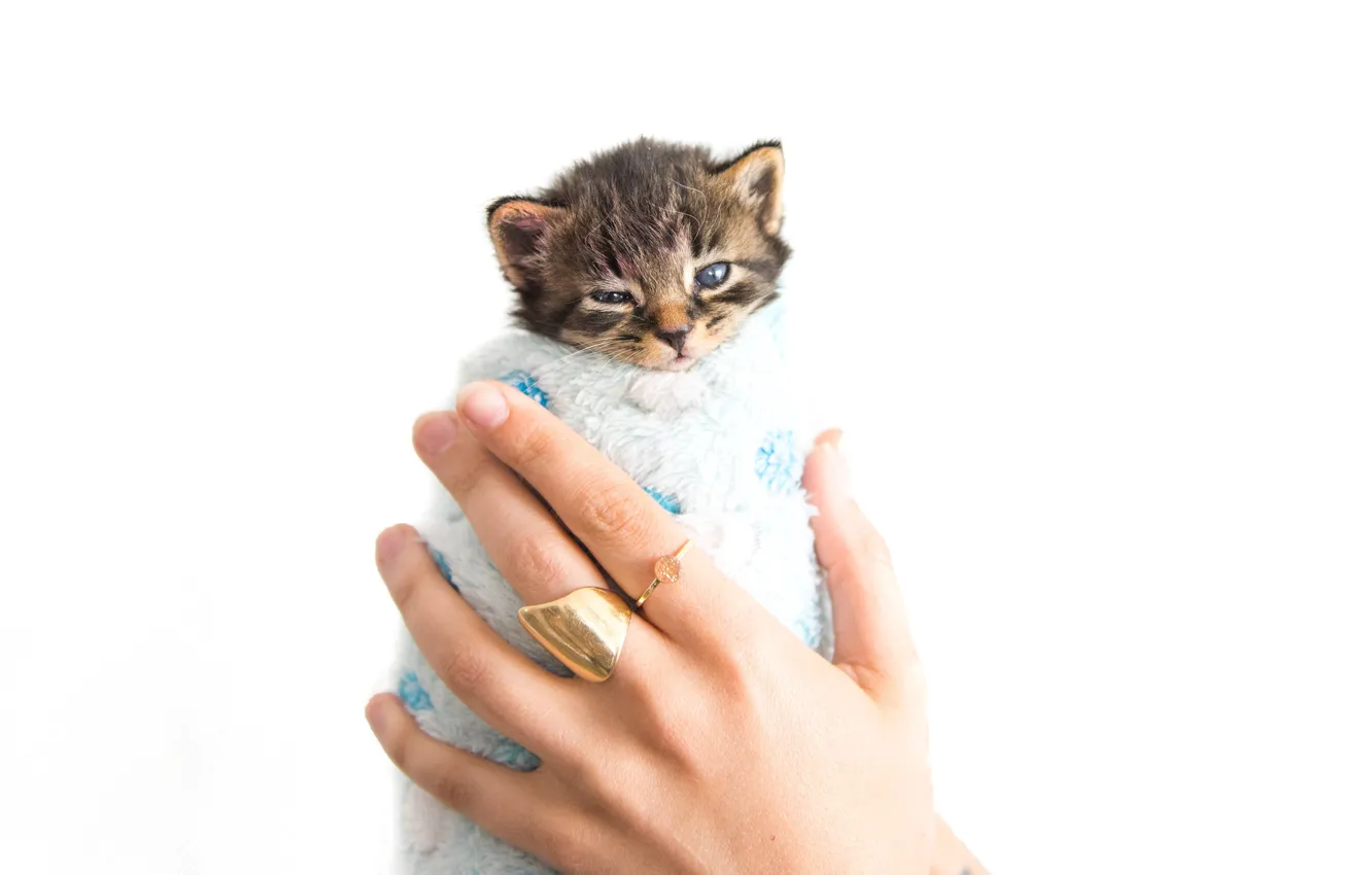 Photo wallpaper kitty, towel, hands