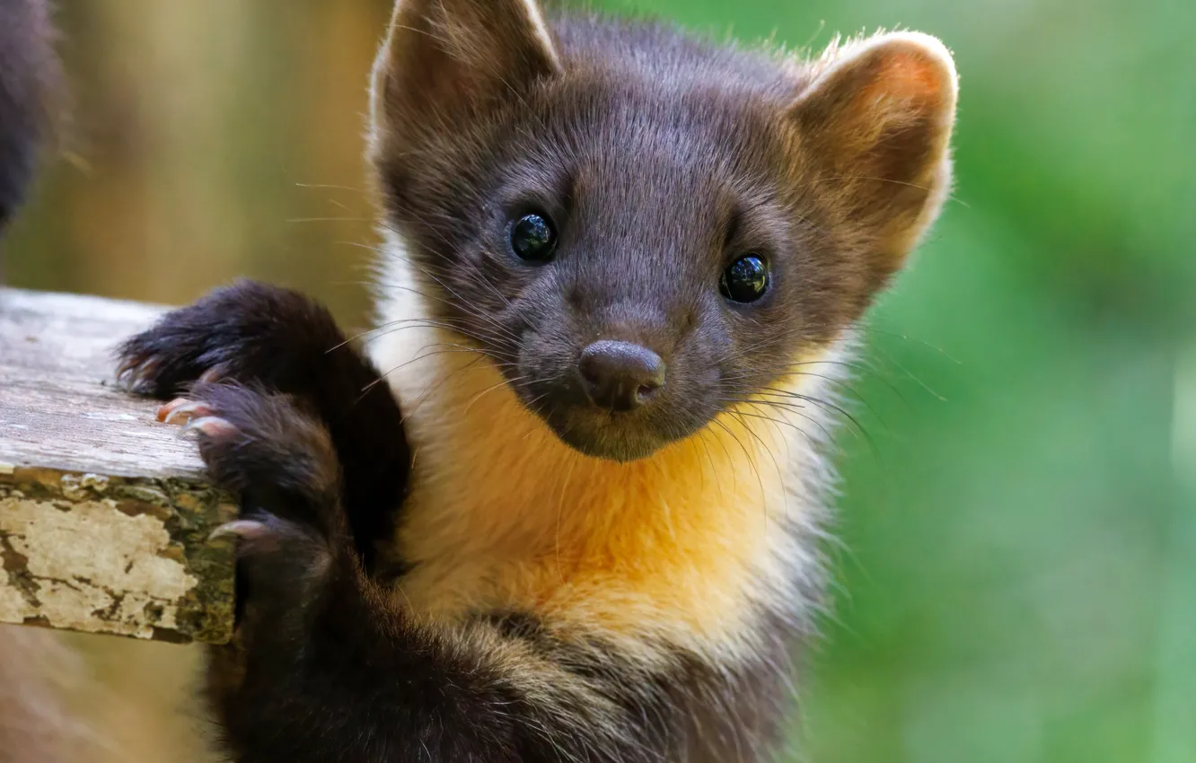 Photo wallpaper look, nature, pose, face, marten