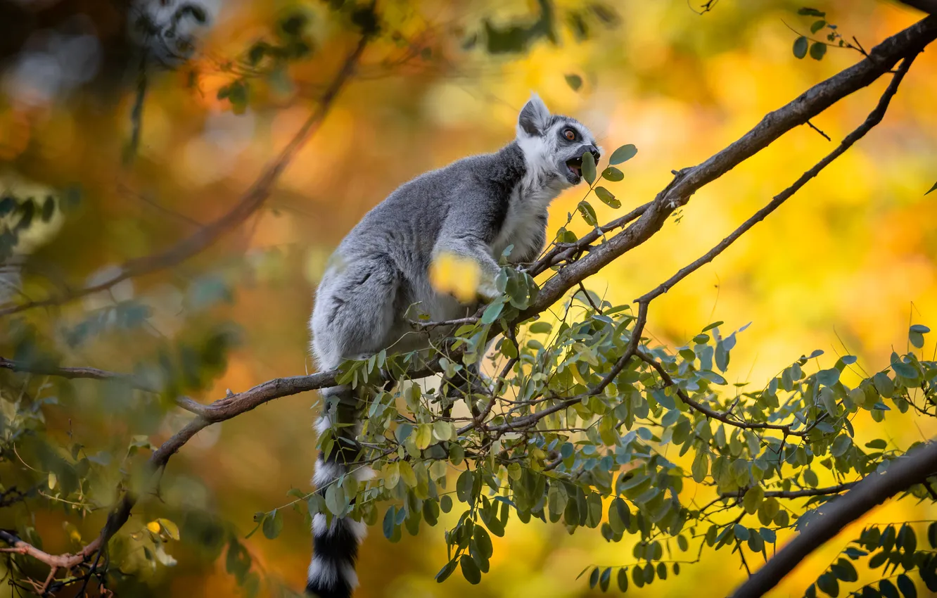 Photo wallpaper leaves, trees, branches, pose, lemur, yellow background, bokeh