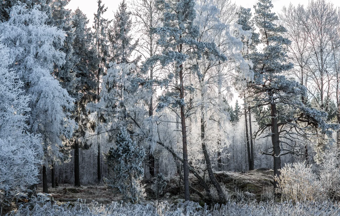 Photo wallpaper frost, forest, trees