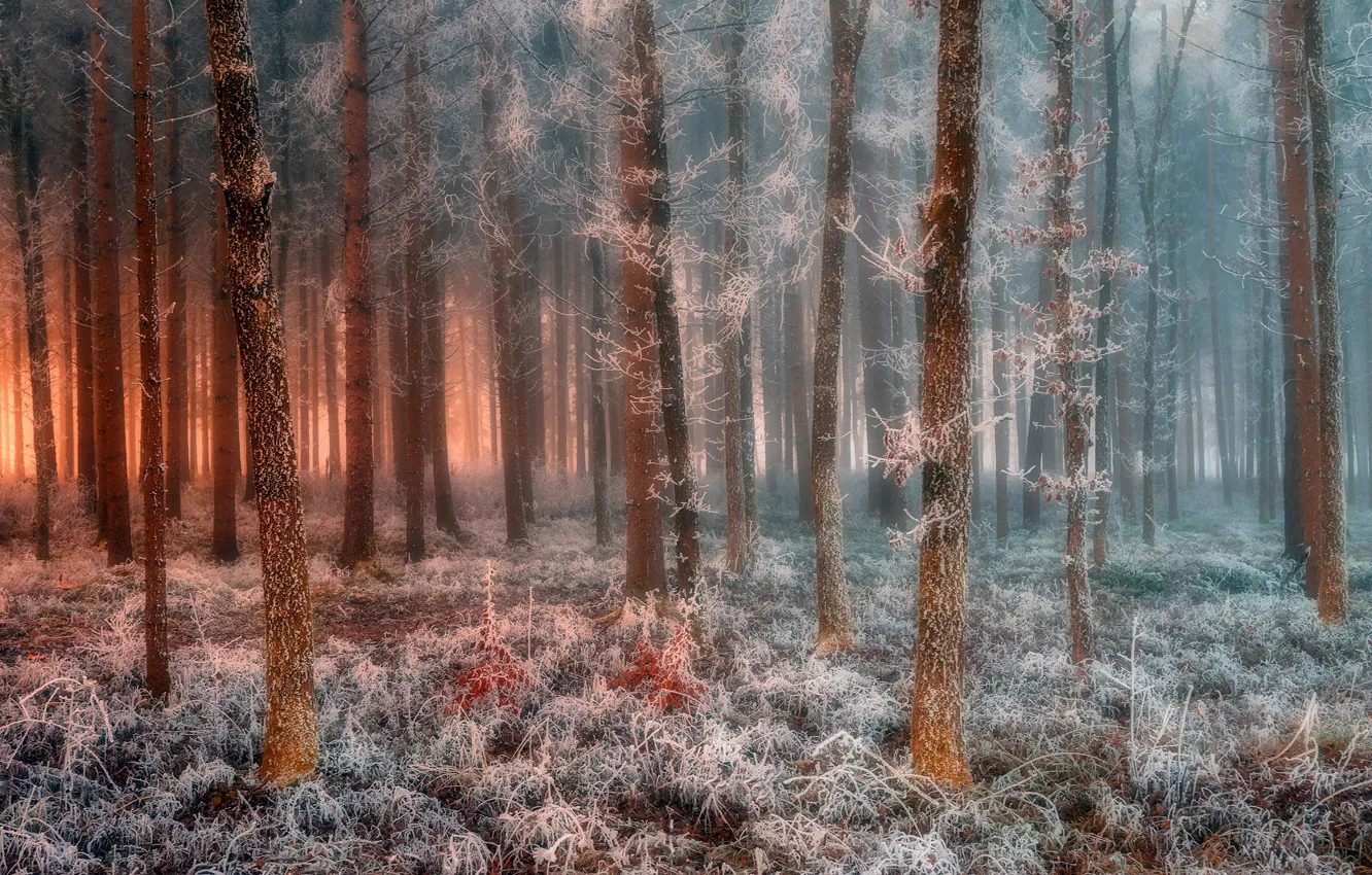 Photo wallpaper frost, forest, forest, frost, Jure Kravanja