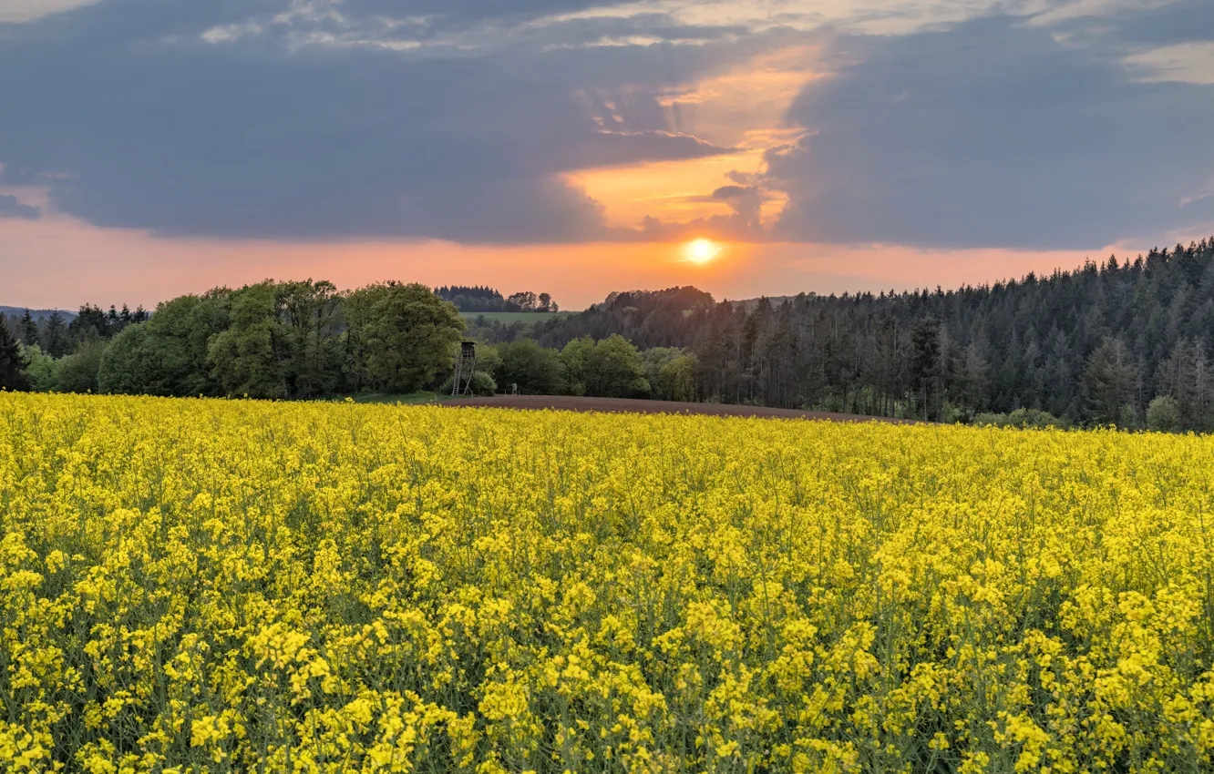 Photo wallpaper forest, the sky, rape, rapeseed field