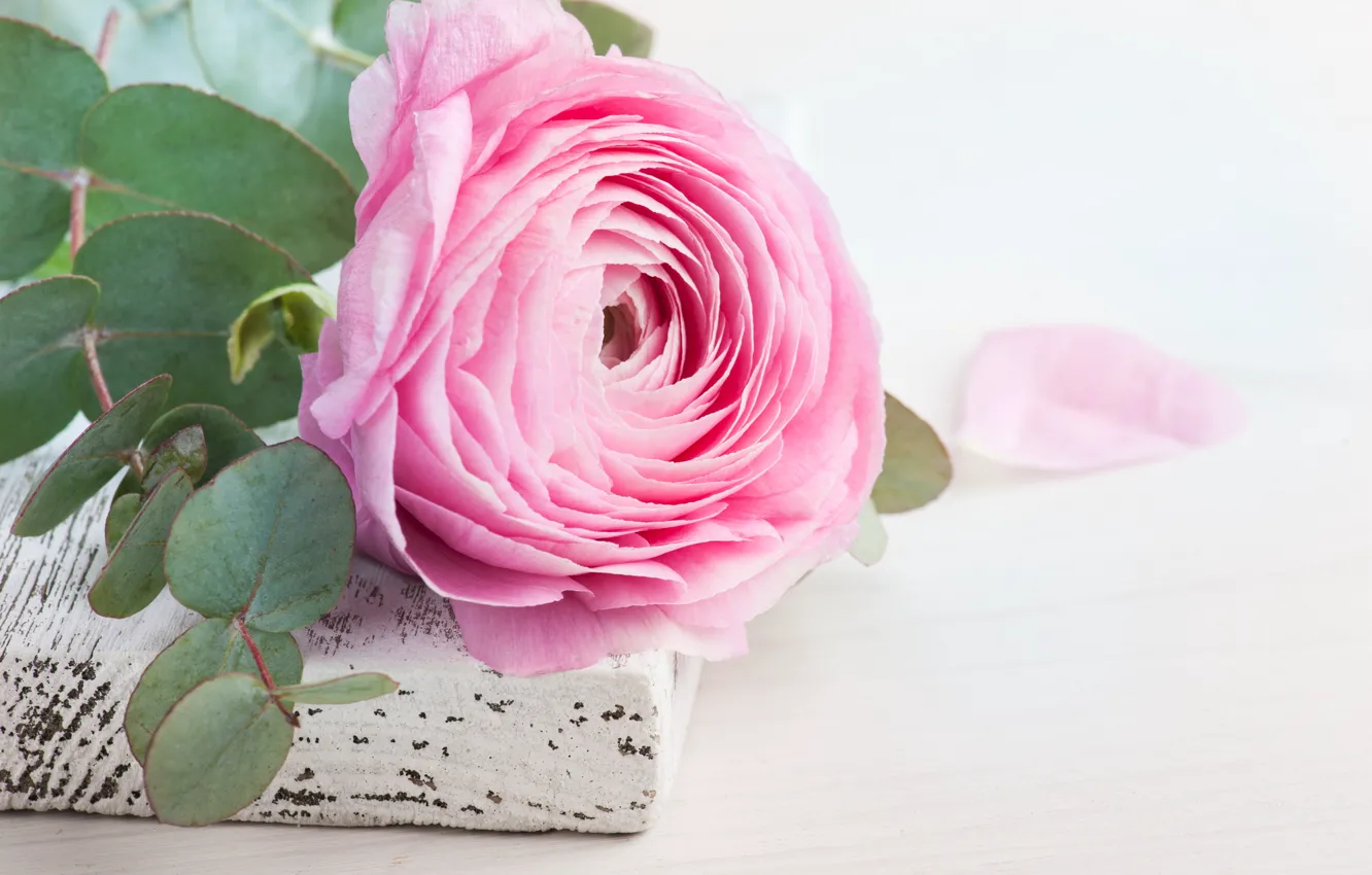 Photo wallpaper flowers, pink, buttercups, THE OFF