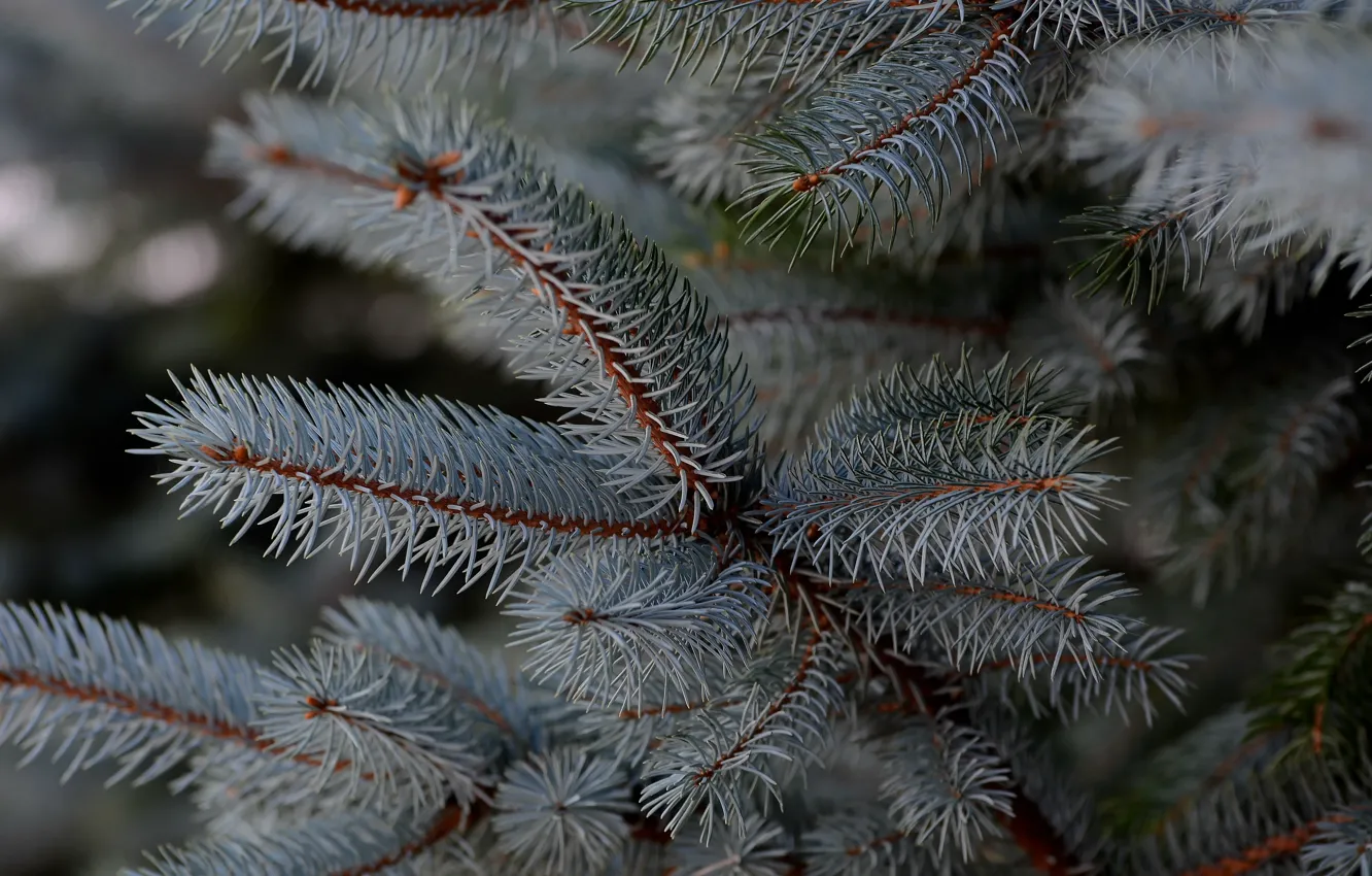Photo wallpaper autumn, nature, blue spruce