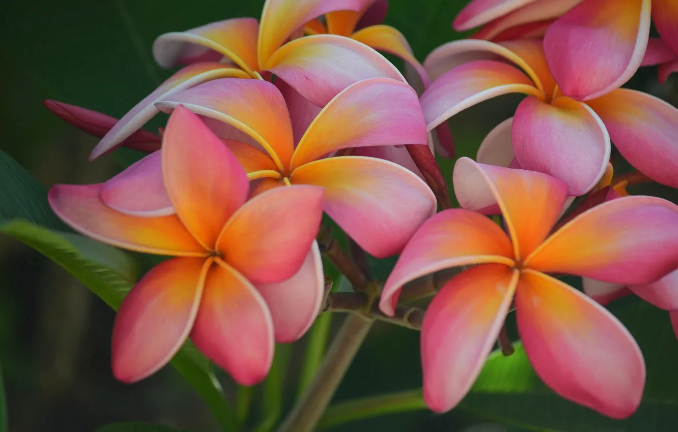 Photo wallpaper macro, petals, pink, plumeria