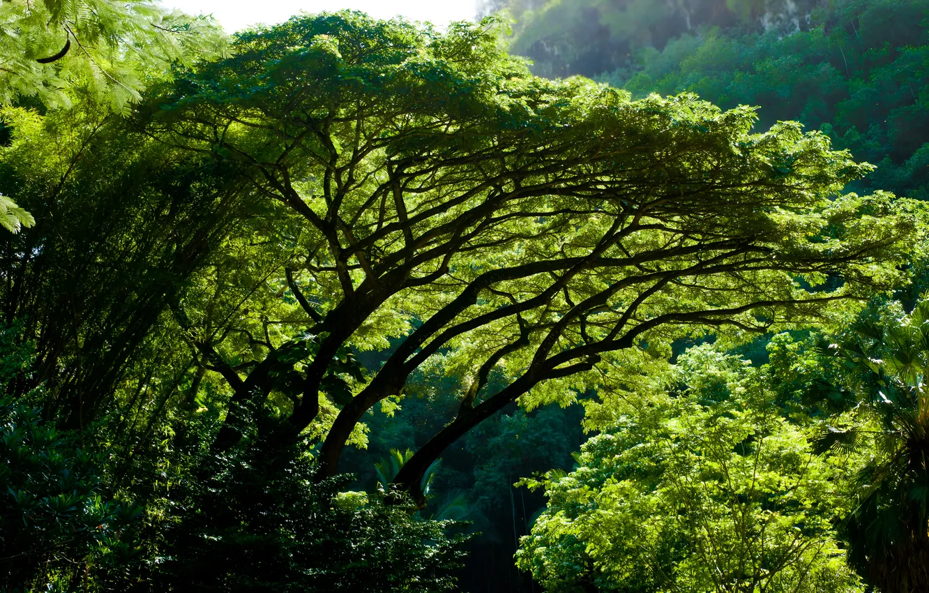 Photo wallpaper trees, nature, trees, nature, rainforest, rainforest