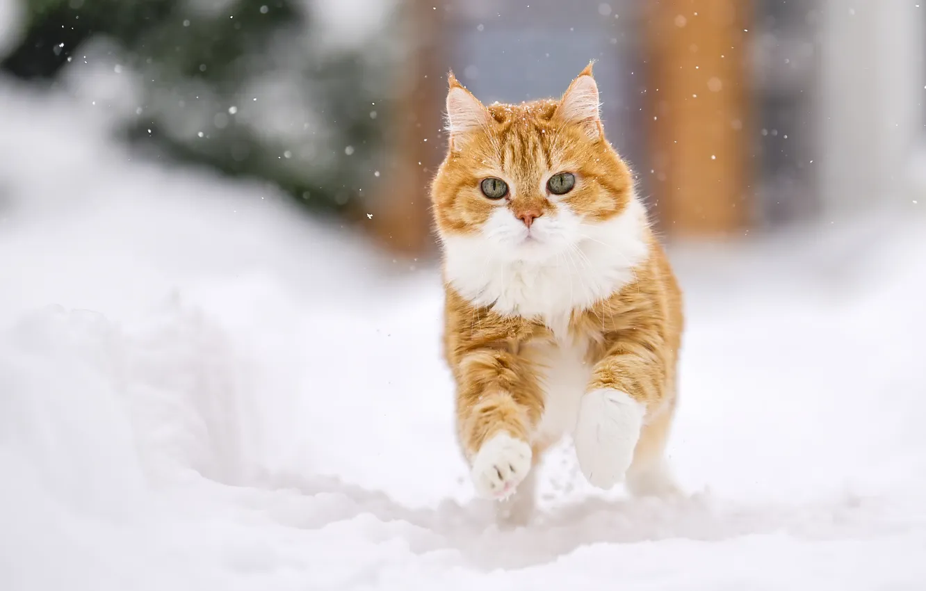 Photo wallpaper winter, cat, snow, red, walk, cat, Sergey Puponin