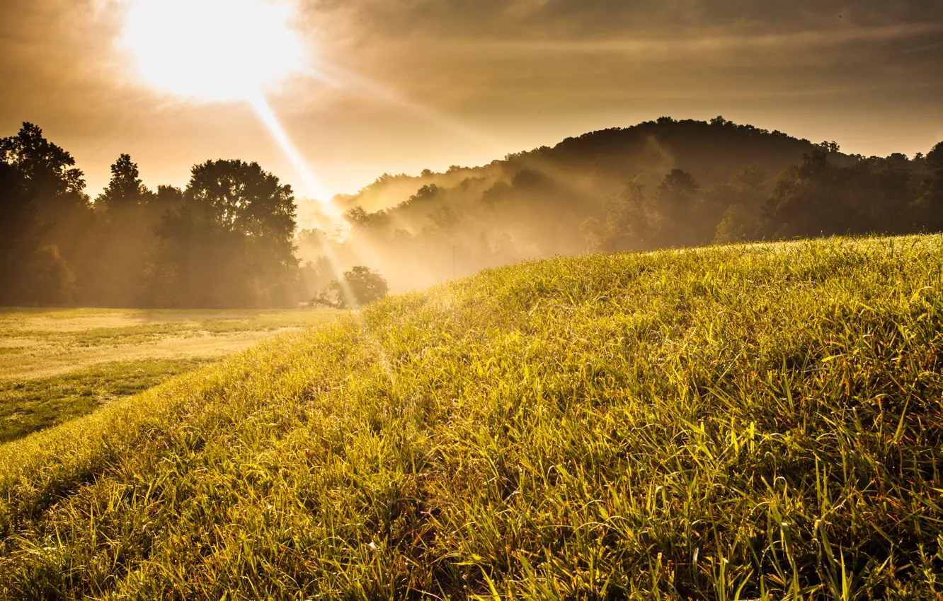 Photo wallpaper grass, trees, sunset, fog, sunrise, hill, Sunny
