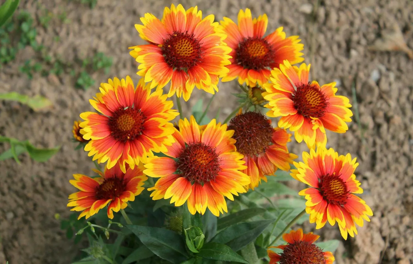 Photo wallpaper bright, flowers, Gaylardiya