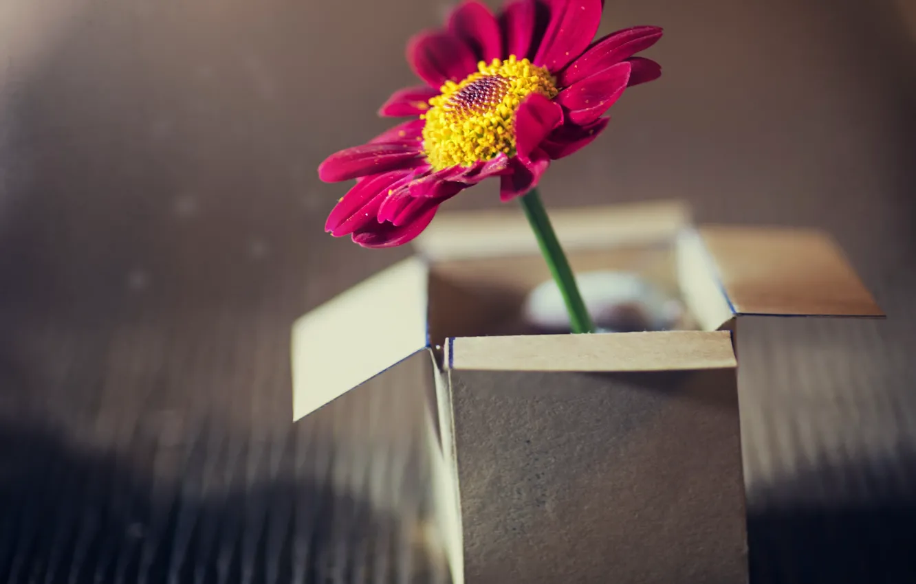 Photo wallpaper flowers, background, box