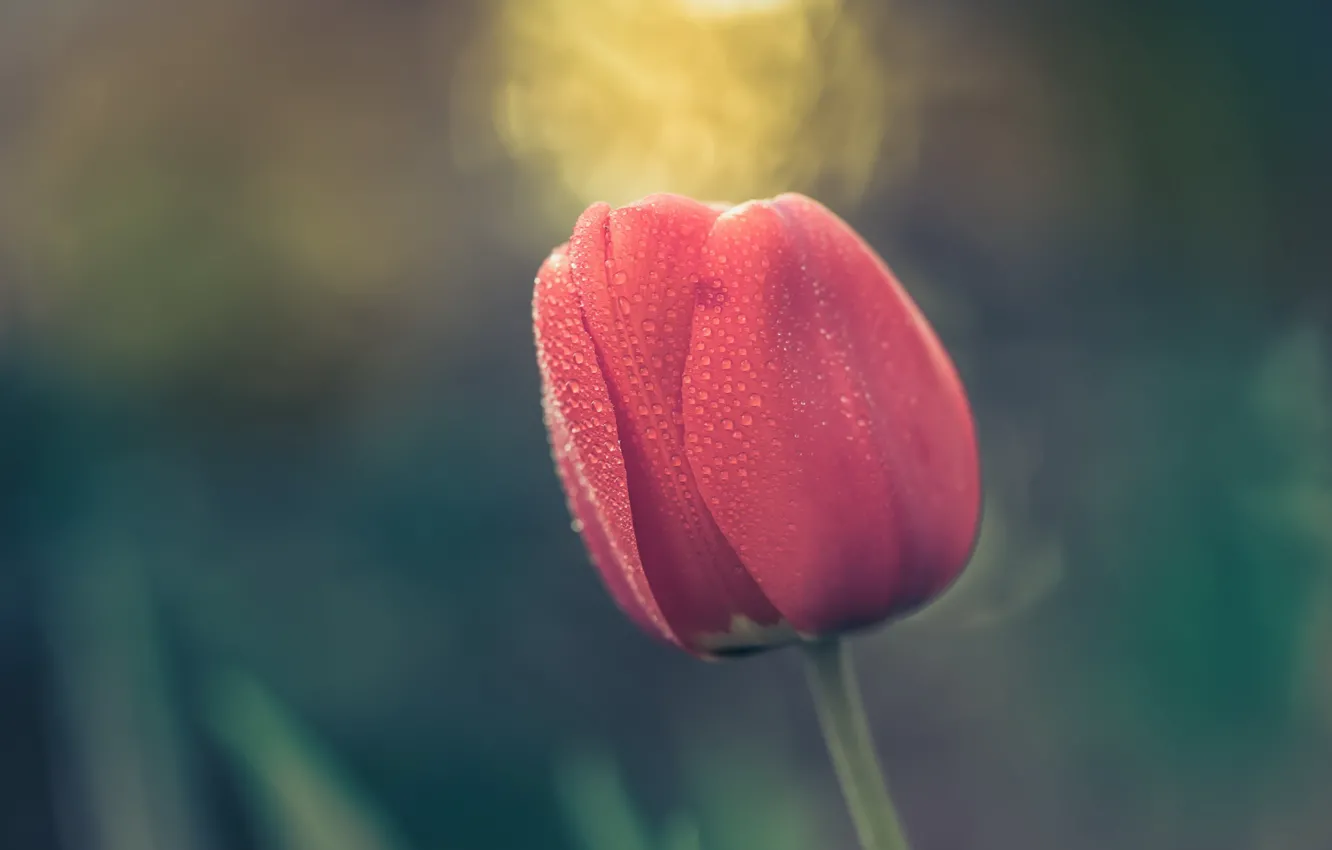 Photo wallpaper flower, nature, Tulip