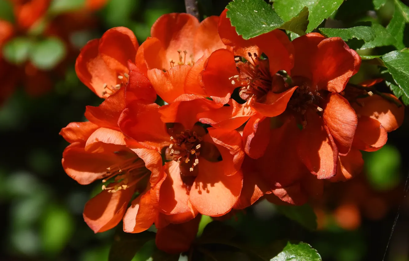 Wallpaper macro, flowers, nature, spring, quince for mobile and desktop